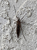 common crane fly (Tipula sp.)