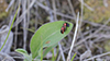 goldenrod leaf miner beetle