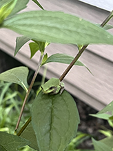 Ameroasian treefrog (Dryophytes sp.)