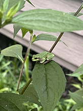 Ameroasian treefrog (Dryophytes sp.)