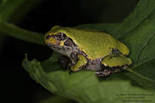 Holarctic Treefrog (Dryophytes sp.)