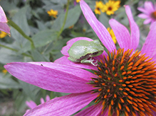 Holarctic Treefrog (Dryophytes sp.)