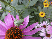 Holarctic Treefrog (Dryophytes sp.)