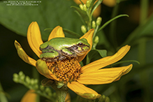 Holarctic Treefrog (Dryophytes sp.)