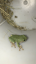 Holarctic Treefrog (Dryophytes sp.)