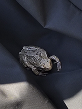 Holarctic Treefrog (Dryophytes sp.)