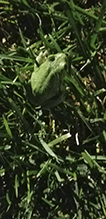 Holarctic Treefrog (Dryophytes sp.)