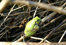 Holarctic Treefrog (Dryophytes sp.)