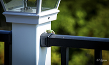 Holarctic Treefrog (Dryophytes sp.)