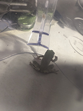 Holarctic Treefrog (Dryophytes sp.)