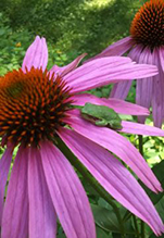 Holarctic Treefrog (Dryophytes sp.)