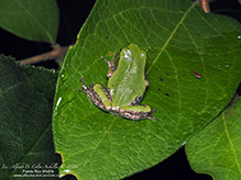 Holarctic Treefrog (Dryophytes sp.)