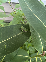 Holarctic Treefrog (Dryophytes sp.)