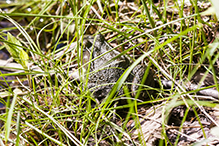 North American Green Frog North American Green Frog