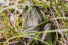 North American Green Frog North American Green Frog