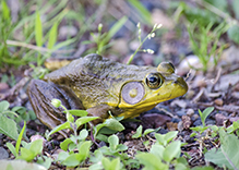 North American Green Frog North American Green Frog