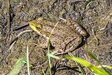 North American Green Frog North American Green Frog