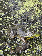 North American Green Frog North American Green Frog