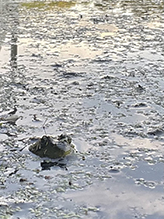 North American Green Frog North American Green Frog