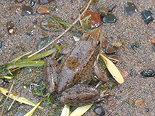 North American Green Frog North American Green Frog