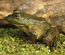 American bullfrog