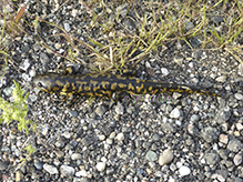 barred tiger salamander
