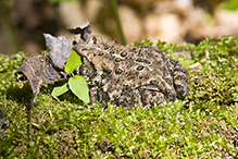eastern American toad