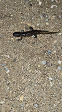 eastern tiger salamander