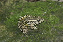 pickerel frog
