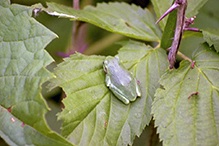 treefrog (Dryophytes sp.)