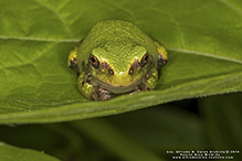 treefrog (Dryophytes sp.)