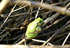 Ameroasian treefrog (Dryophytes sp.)