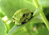 Ameroasian treefrog (Dryophytes sp.)