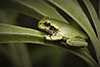 Holarctic Treefrog (Dryophytes sp.)