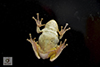 Holarctic Treefrog (Dryophytes sp.)