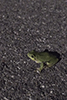 Holarctic Treefrog (Dryophytes sp.)