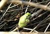 Holarctic Treefrog (Dryophytes sp.)