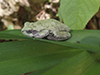 Holarctic Treefrog (Dryophytes sp.)