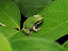 Holarctic Treefrog (Dryophytes sp.)