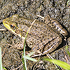 North American Green Frog