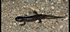 eastern tiger salamander
