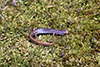 four-toed salamander