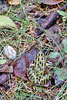 northern leopard frog