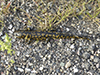 Western Tiger Salamander