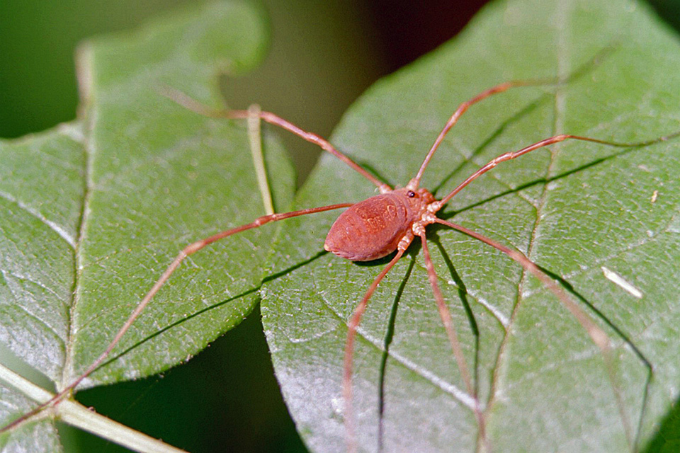 Daddy Long Legs Spider - Spiders in Sutton Massachusetts