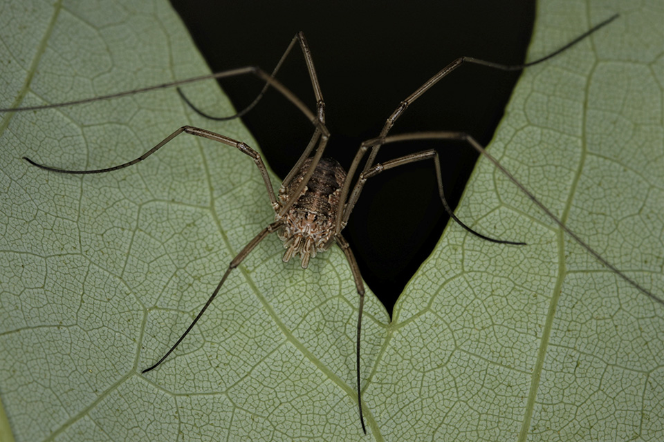 HARVESTMAN or DADDY-LONG-LEGS Order Opiliones Stock Photo - Alamy