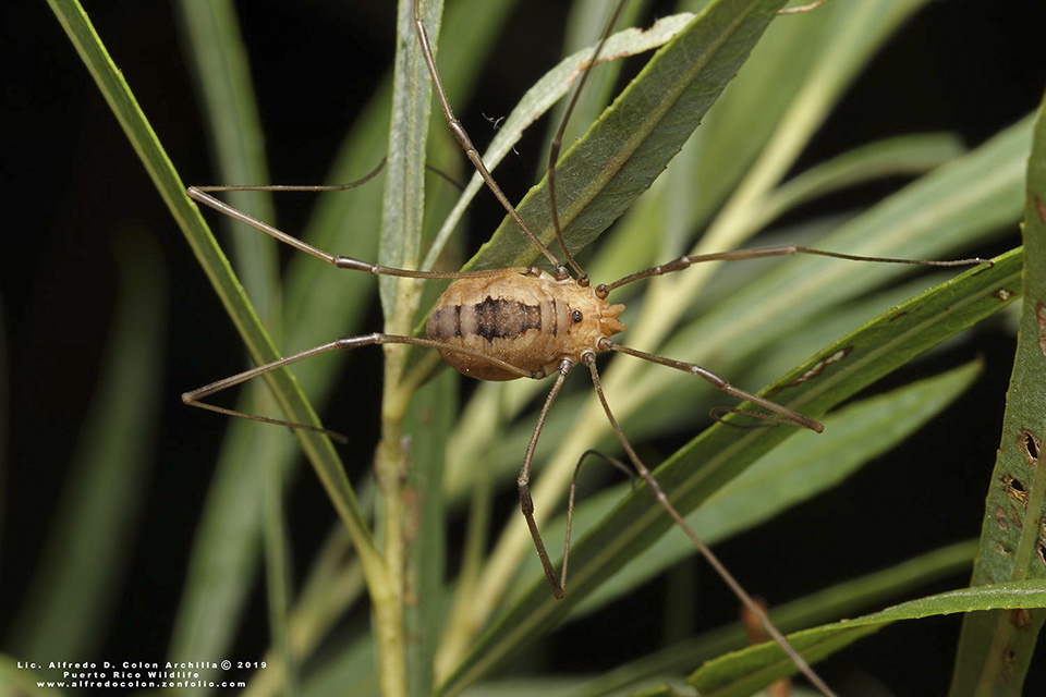 HARVESTMAN or DADDY-LONG-LEGS Order Opiliones Stock Photo - Alamy