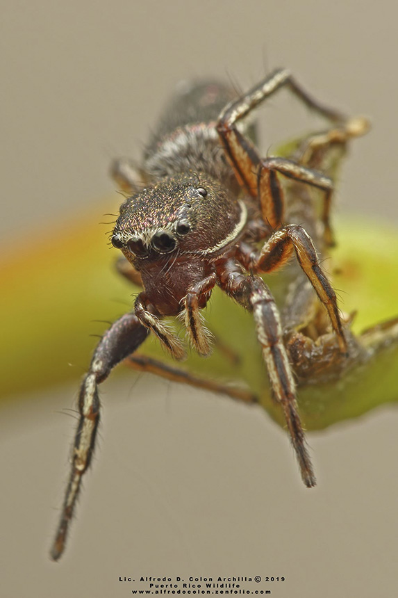 Jumping Spiders Nurse Offspring Nearly to Adulthood  American Association  for the Advancement of Science (AAAS)