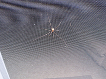 common harvestman