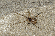 common house spider